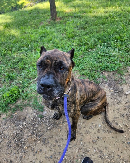 Whippany (remi)