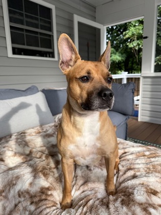 Bauer(akanni)