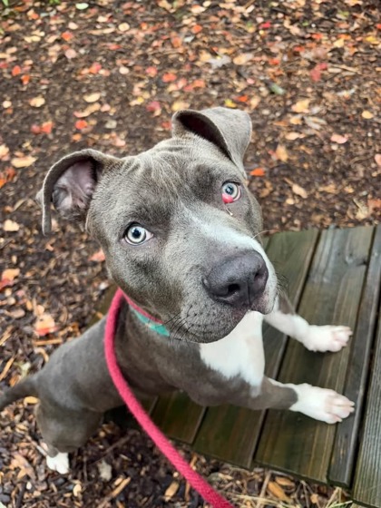 Mixed Breed