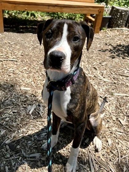 Mixed Breed