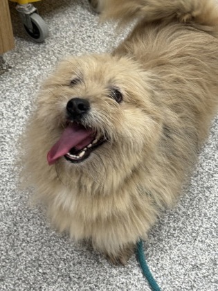 Benji