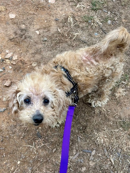 Monty (avon)