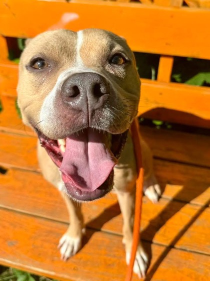 Bella