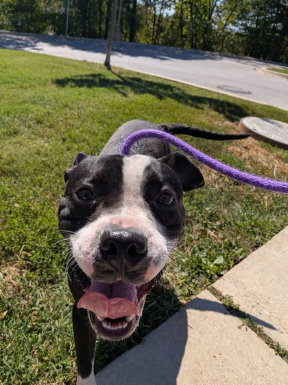 Mixed Breed