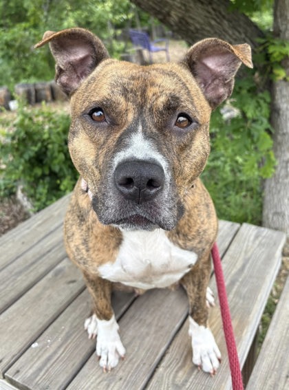 Mixed Breed