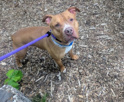 Mixed Breed