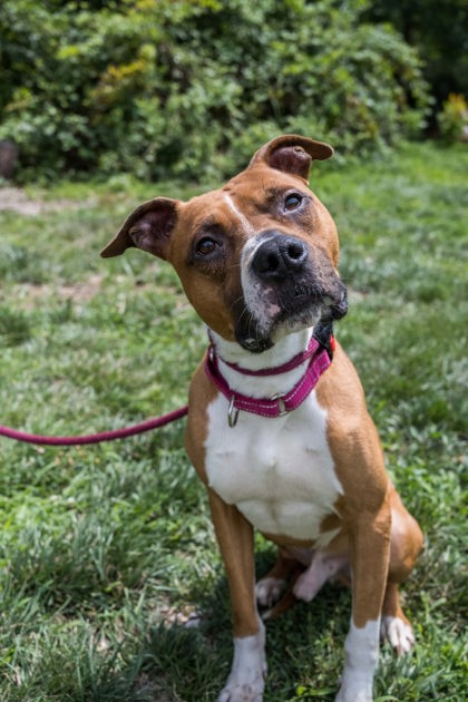 Pit Bull