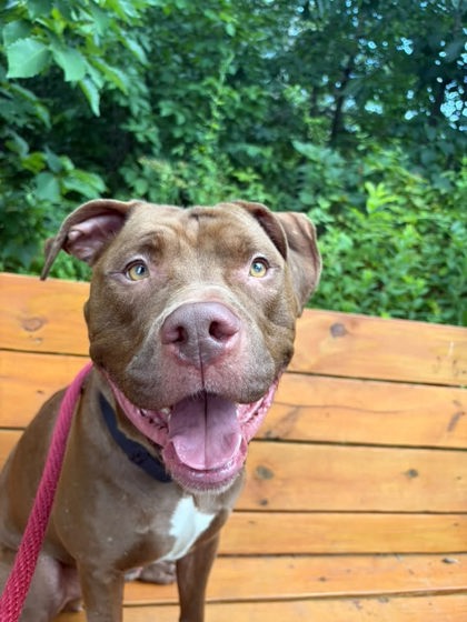 Enzo