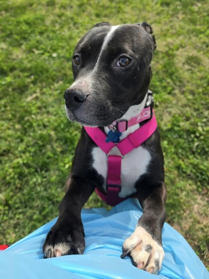 Mixed Breed