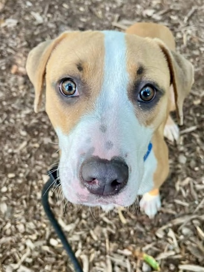 Mixed Breed