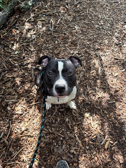 Mixed Breed