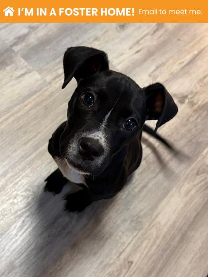 Mixed Breed