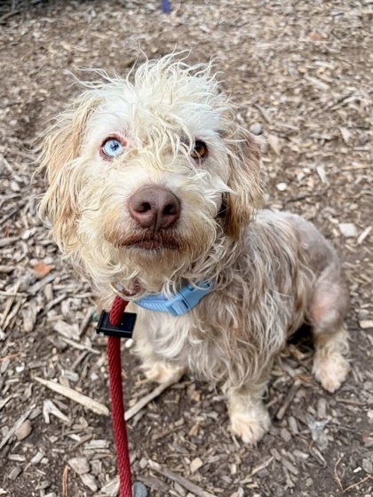 Mixed Breed
