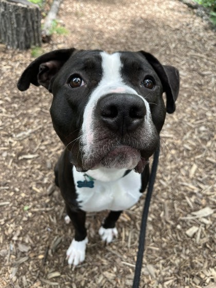 Mixed Breed