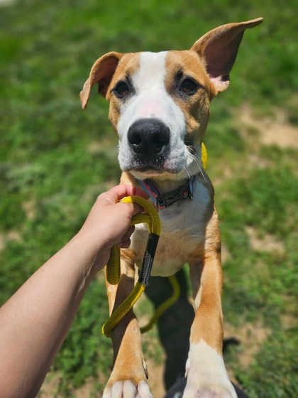 Mixed Breed