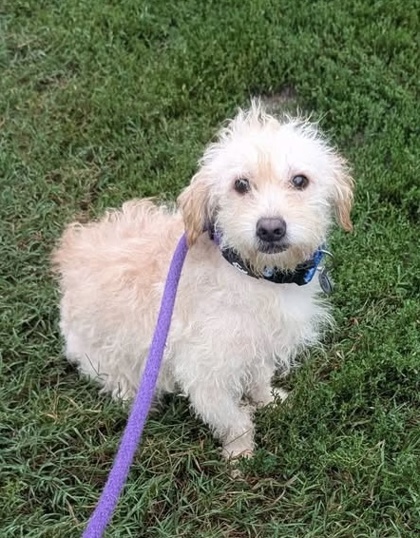 Mixed Breed