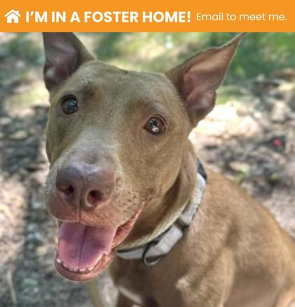 How to Foster a Dog near Me: Easy Steps to Save a Life Today