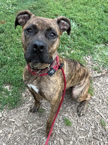 Mixed Breed