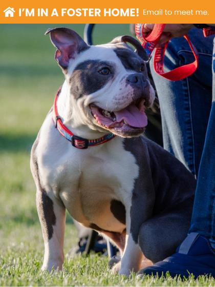 Mixed Breed