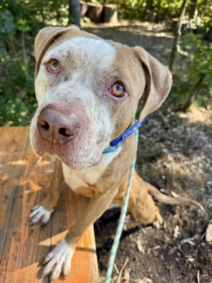 Pit Bull