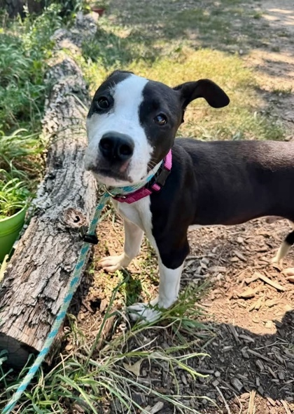 Mixed Breed