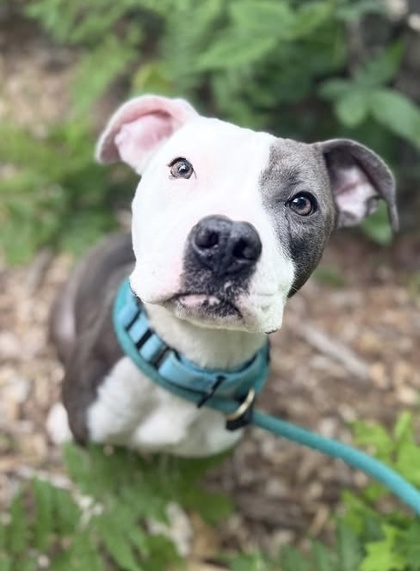 Mixed Breed
