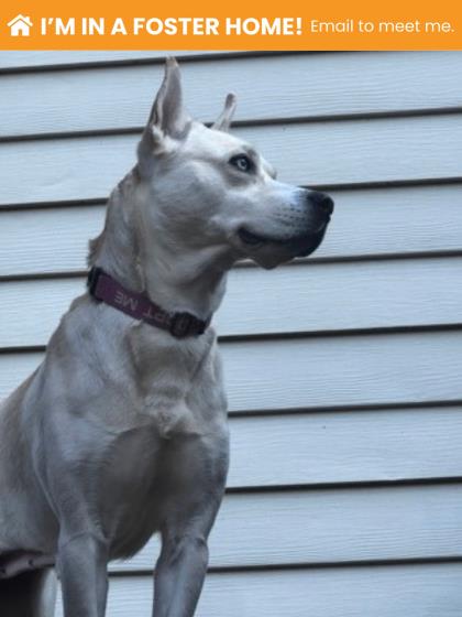 Mixed Breed
