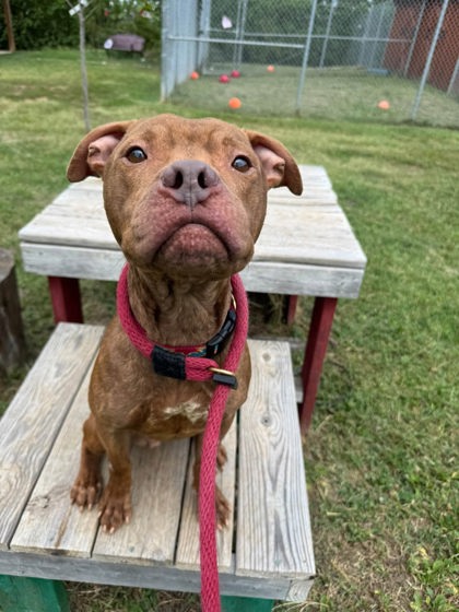 Mixed Breed