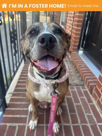 Mixed Breed