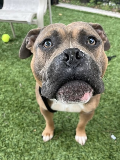 Mixed Breed