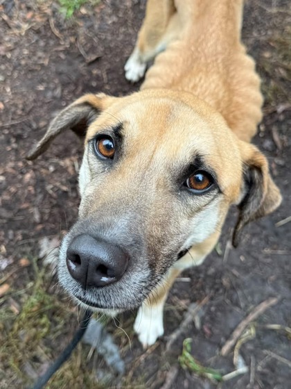 Mixed Breed
