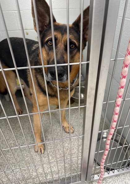 German Shepherd