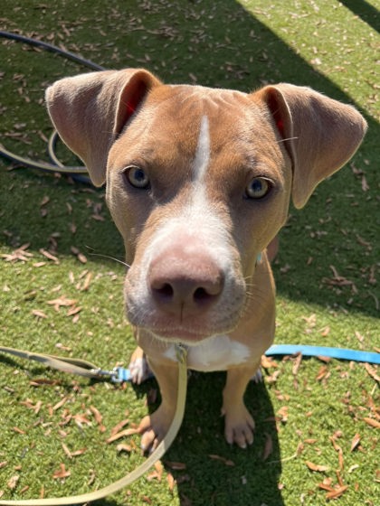 Mixed Breed