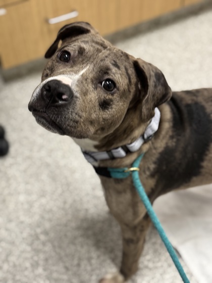 Mixed Breed