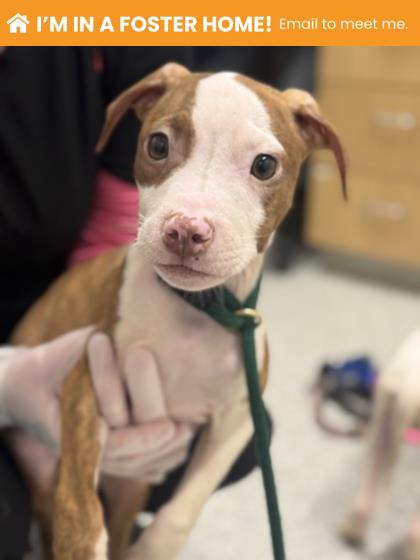 Butterfly Clip 5 (fletcher)