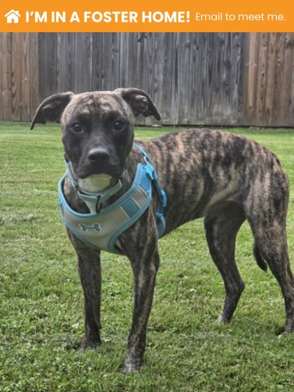 Mixed Breed