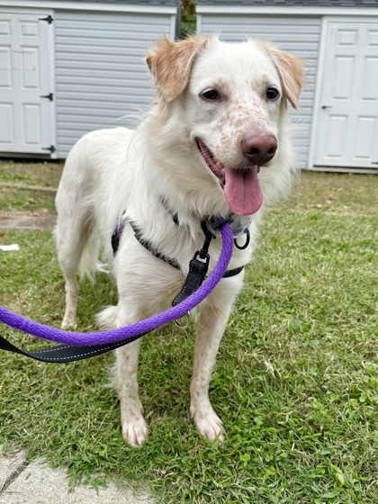 Snoopy (nightshade)