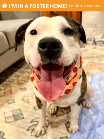 Peony