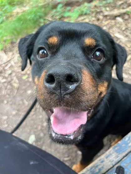 Mixed Breed