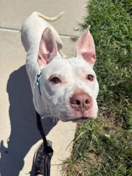 Mixed Breed