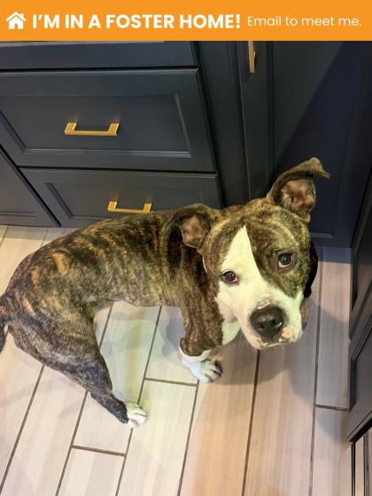 Mixed Breed