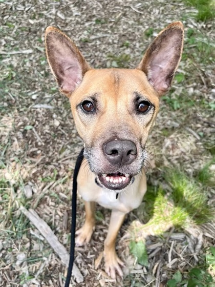 Mixed Breed