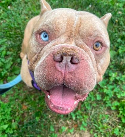 Mixed Breed