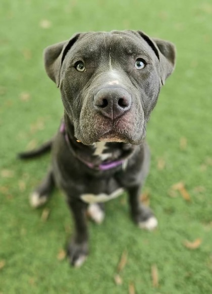 Mixed Breed