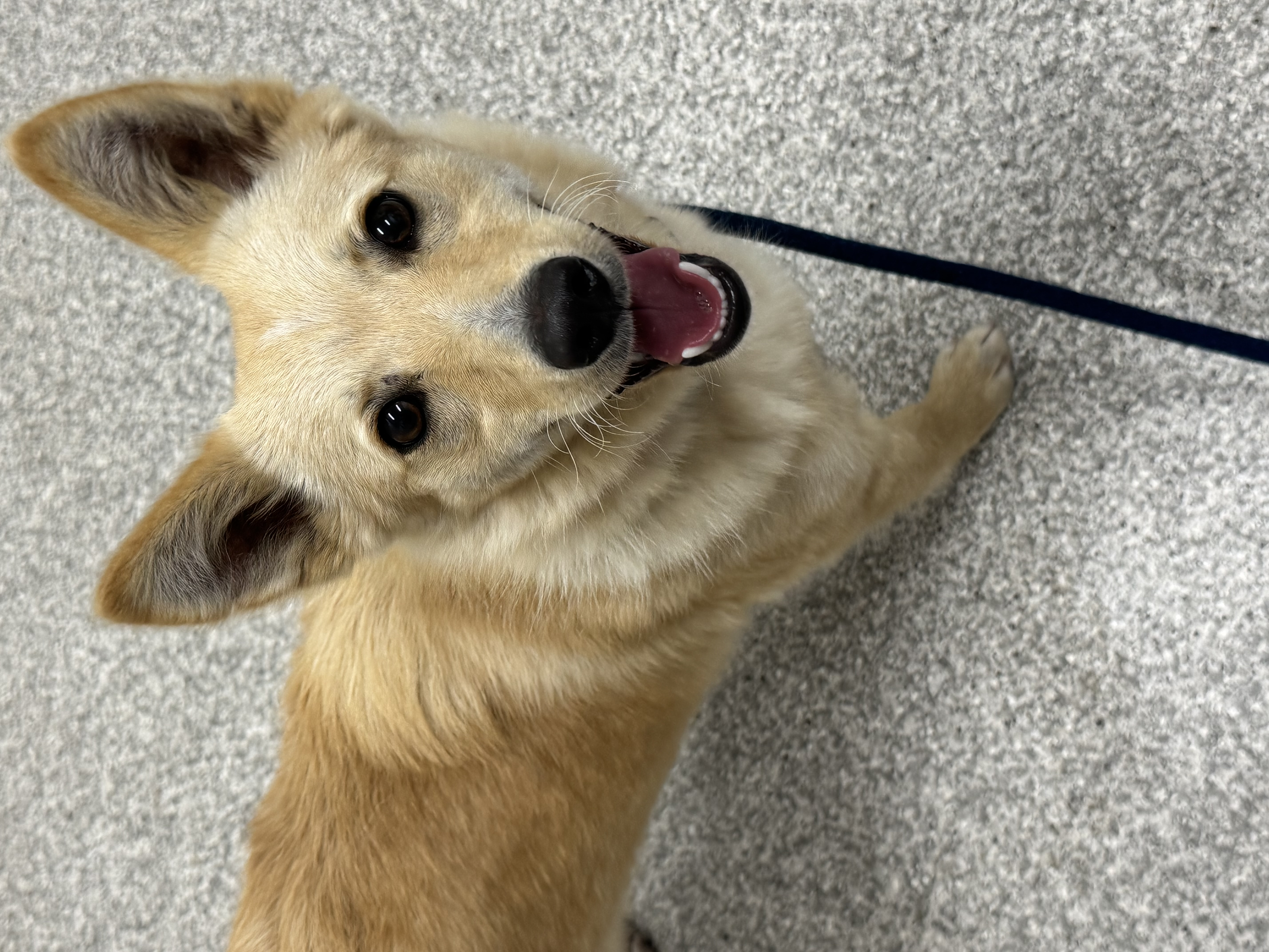 Mixed Breed