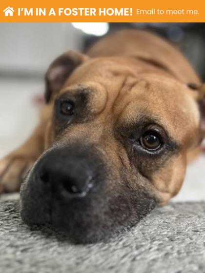 Mixed Breed