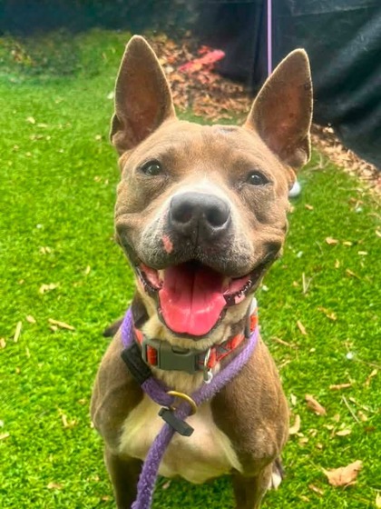 Mixed Breed