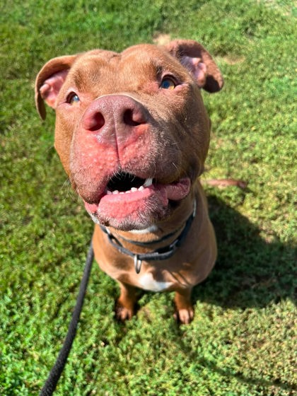 Enzo