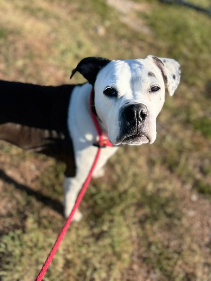Bayfield (bella)
