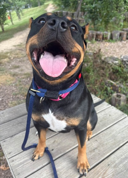 Mixed Breed